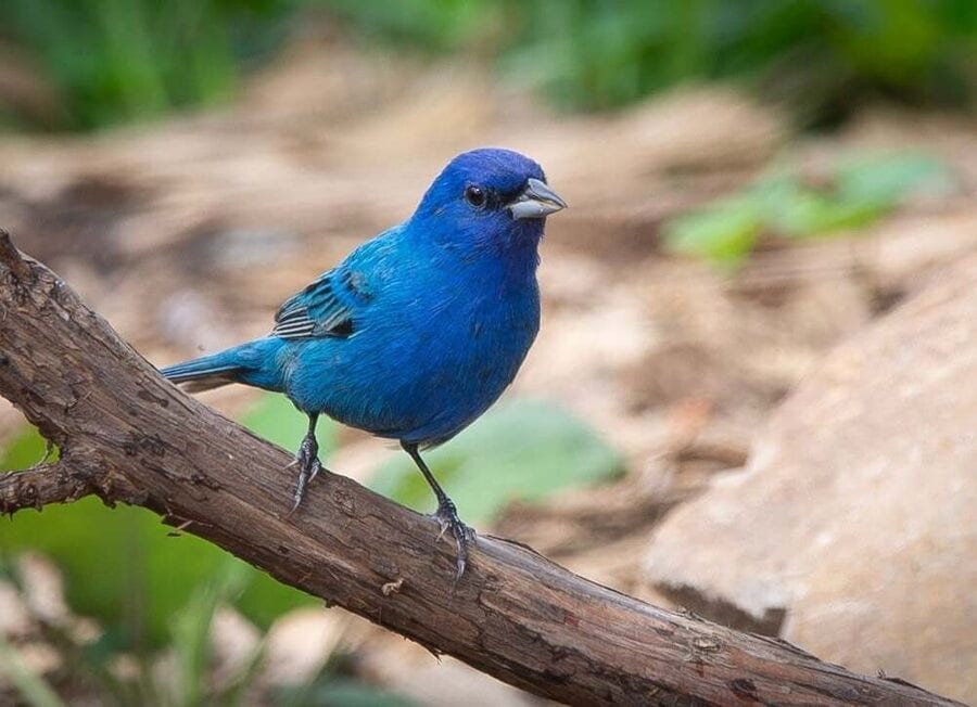 A male indigo bunting, vivid blue, perched on a bare branch